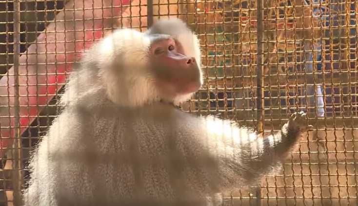 Este macaco é o último residente do Zoológico de Aleppo, na Síria