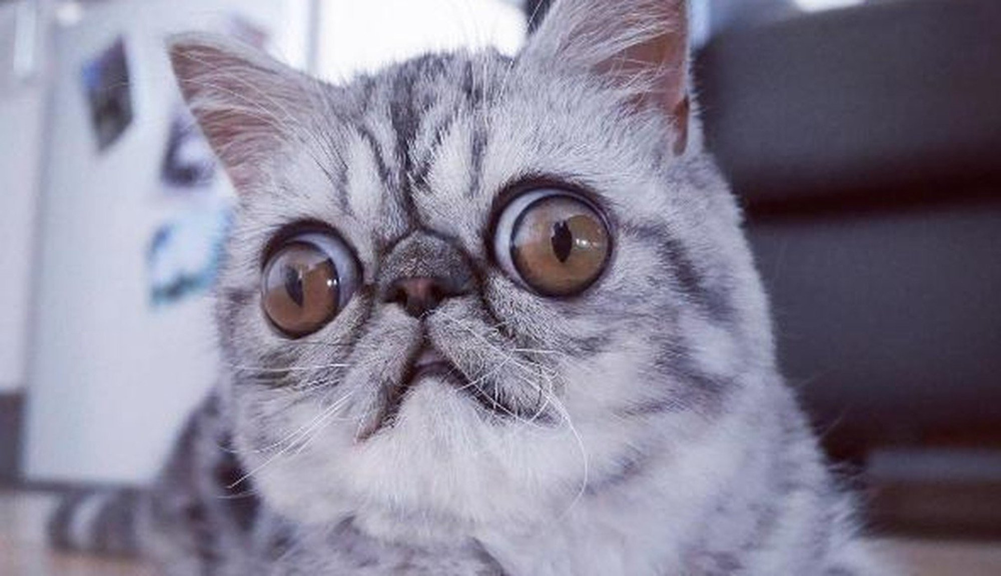 Gato com olhos gigantes, e assustados, faz furor no Instagram