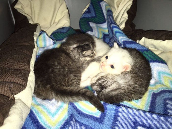 Dois gatinhos encontrados a abraçar o seu irmão, que estava doente