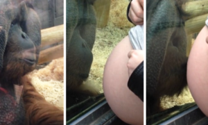 Orangotango beija a barriga de uma grávida, e até solta uma lágrima