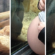 Orangotango beija a barriga de uma grávida, e até solta uma lágrima