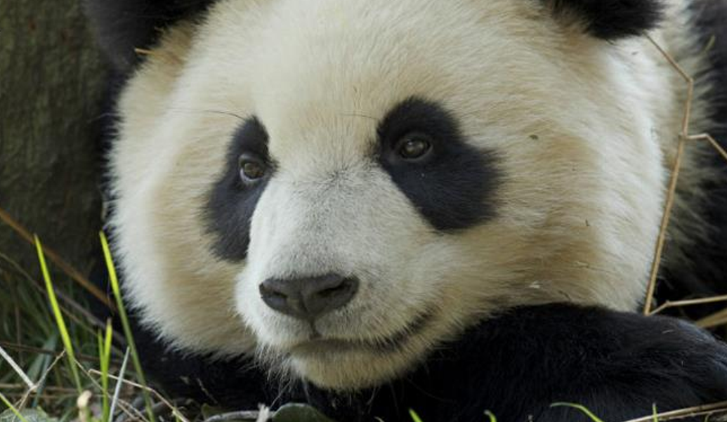 Panda gigante foi retirado da lista de animais em risco de extinção