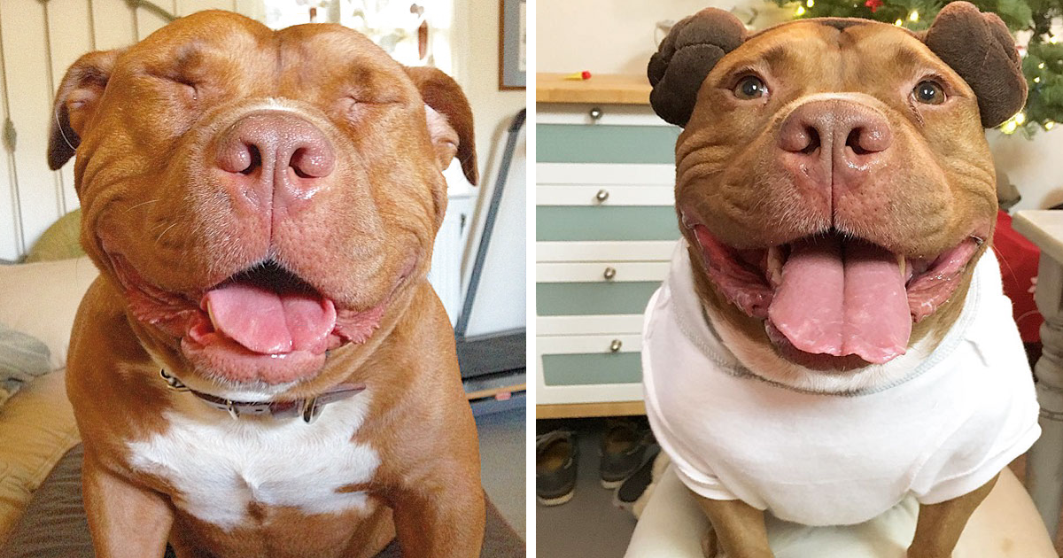 Meaty, o cão que não pára de sorrir desde que foi adotado