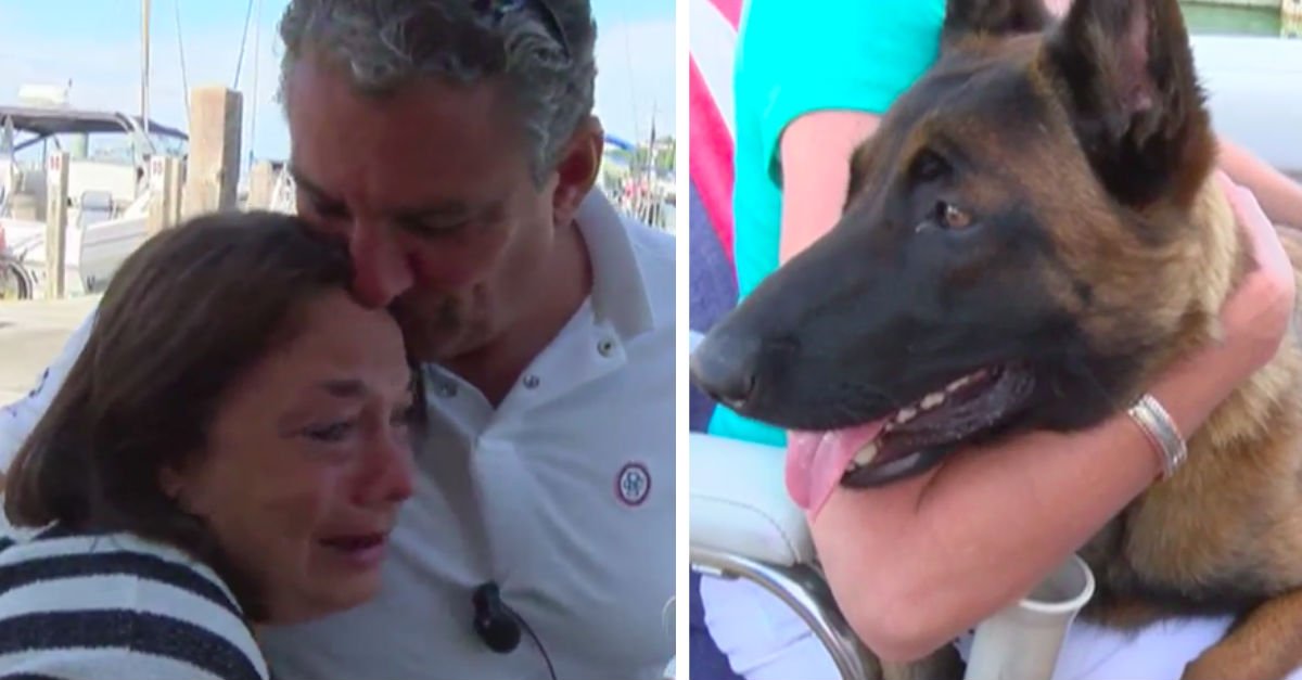 Cadela nadou 6 milhas, depois de cair ao mar, para um reencontro emocionante com a família