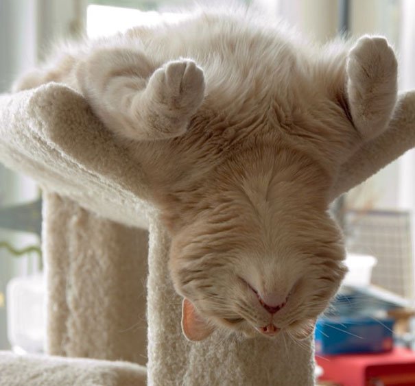 15 fotografias que provam (mesmo) que os gatos dormem em qualquer lugar