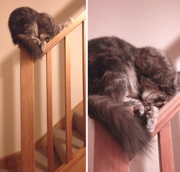 15 fotografias que provam (mesmo) que os gatos dormem em qualquer lugar