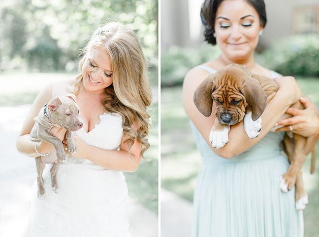 Noiva troca flores por cachorros, e faz albúm de casamento super-fofo