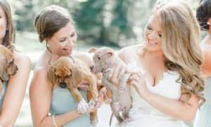 Noiva troca flores por cachorros, e faz albúm de casamento super-fofo
