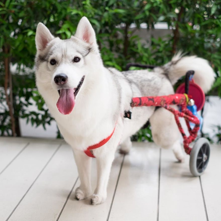 Husky sem patas traseiras foi adotada, e agora é feliz na sua cadeira de rodas