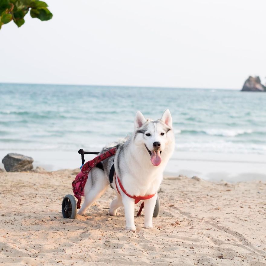 Husky sem patas traseiras foi adotada, e agora é feliz na sua cadeira de rodas