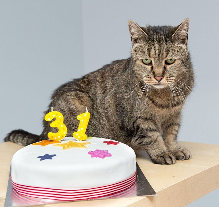 Gato mais velho do mundo fez 31 anos, e celebrou em grande estilo