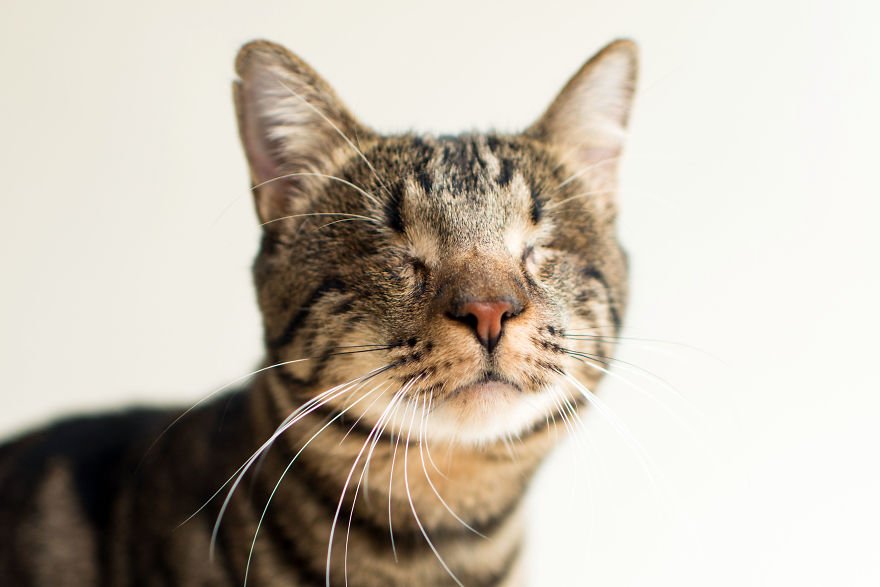 Fotógrafo capta a beleza dos gatos cegos, para os ajudar a encontrar um novo lar