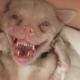 Este cão, que mais parece um morcego, está a conquistar o Instagram