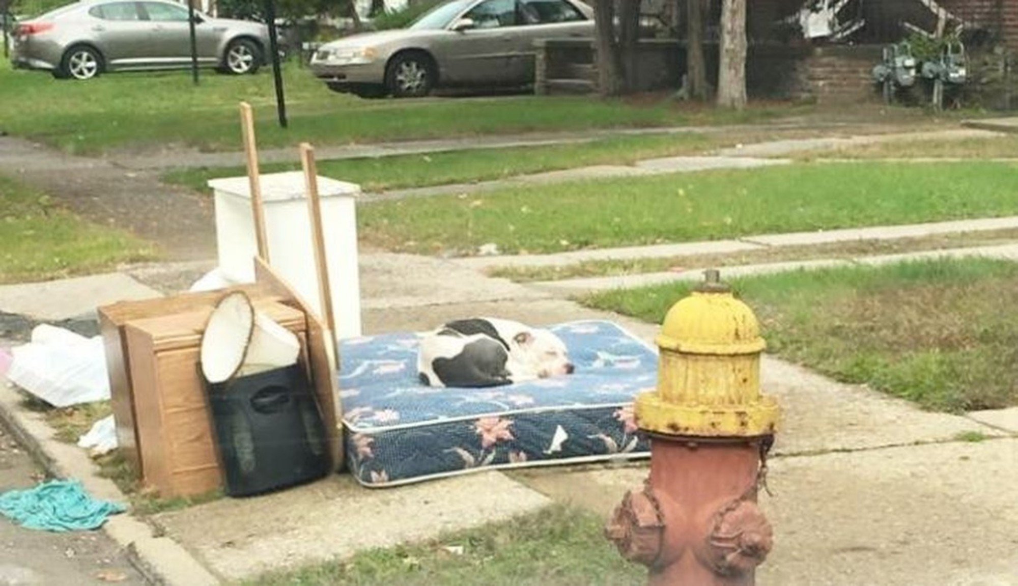 Cão espera há um mês no passeio depois de a sua família se ter mudado, deixando-o para trás
