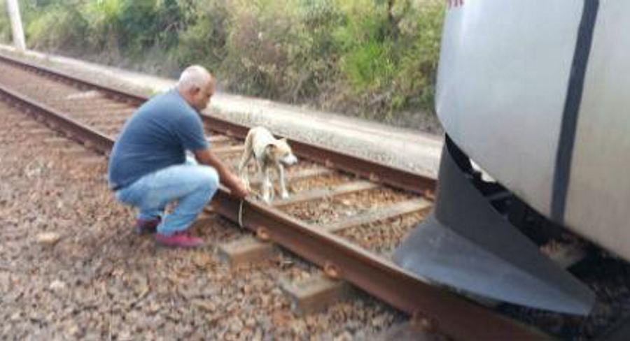 Cadela presa a linha de comboio foi salva por maquinista atento