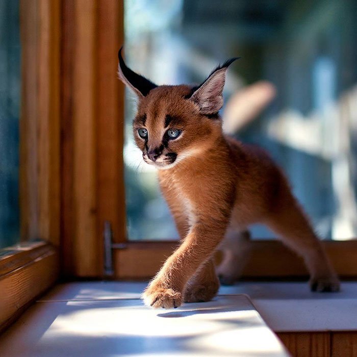 Será o Lince-do-deserto o gato mais fofo do mundo?