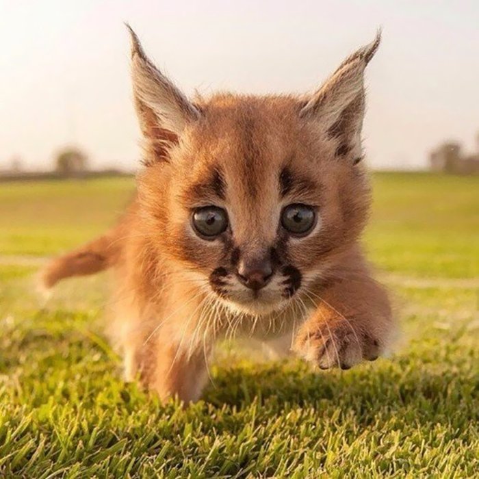 Será o Lince-do-deserto o gato mais fofo do mundo?