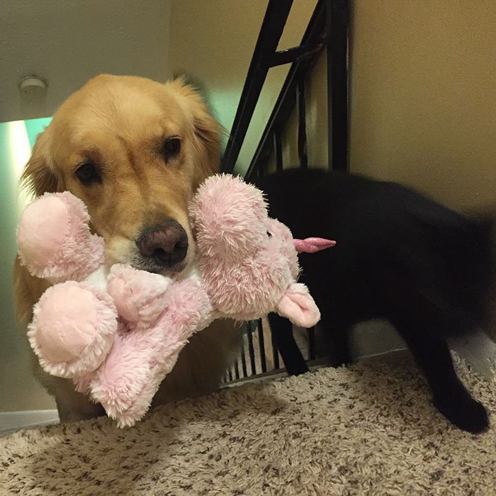Esta cadela terapeuta leva um brinquedo diferente para a cama, todos os dias