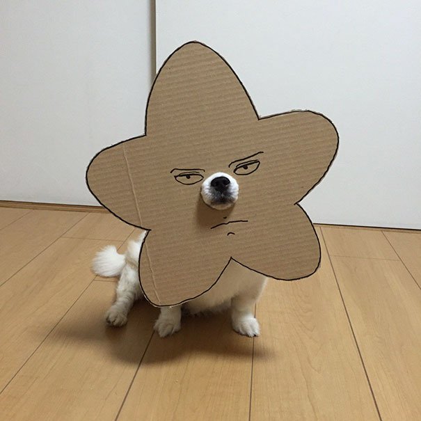 Japonesa cria disfarces de cartão hilariantes para o seu cão, e derrete a internet