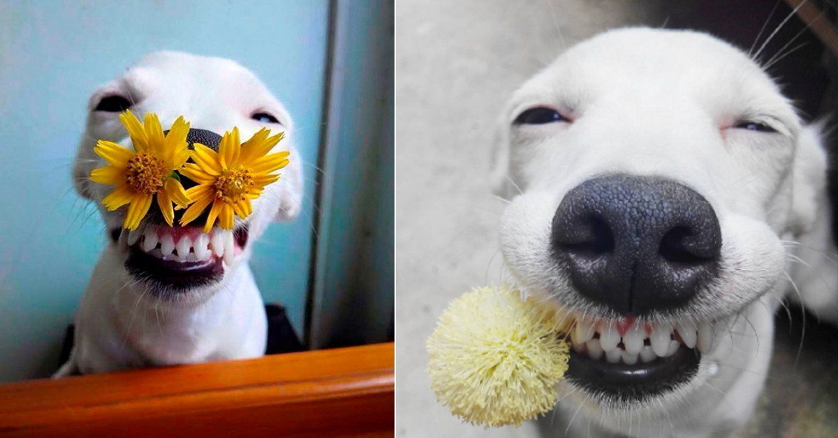 A internet rendeu-se a este cachorro sorridente