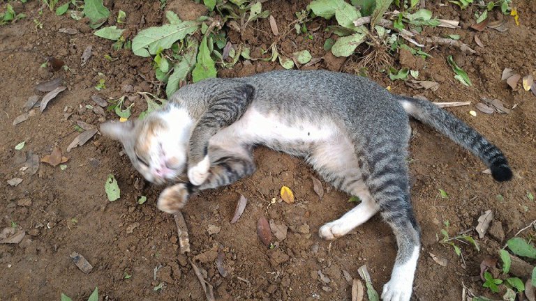 Este gato não sai de perto da sepultura do falecido dono