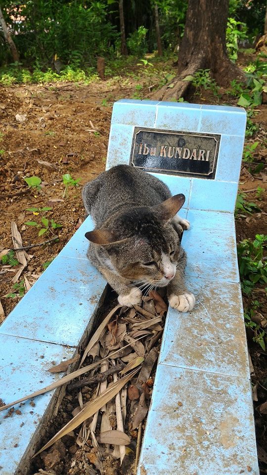 Este gato não sai de perto da sepultura do falecido dono
