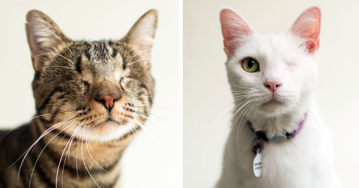 Fotógrafo capta a beleza dos gatos cegos, para os ajudar a encontrar um novo lar