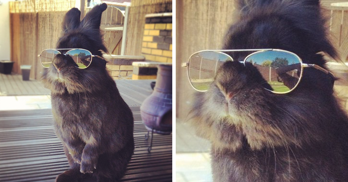 Alguém colocou uns óculos de sol num coelho, e iniciou uma batalha de photoshop