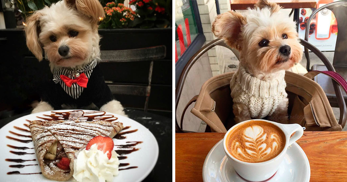De cão de rua esfomeado, a estrela no Instagram e nos restaurantes de LA