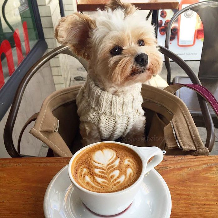 De cão de rua esfomeado, a estrela no Instagram e nos restaurantes de LA