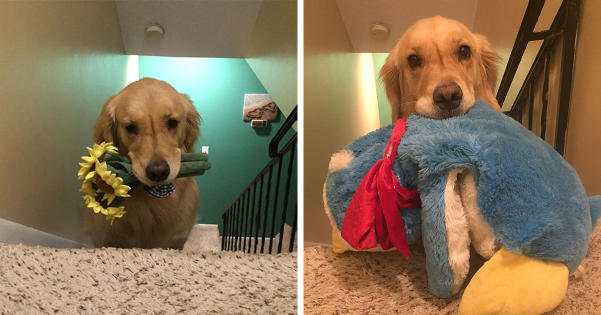 Esta cadela terapeuta leva um brinquedo diferente para a cama, todos os dias