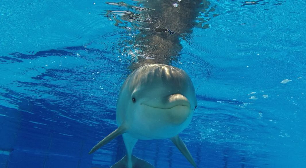 Nasceu um golfinho no Zoo de Lisboa, e tu podes ajudar a escolher o nome