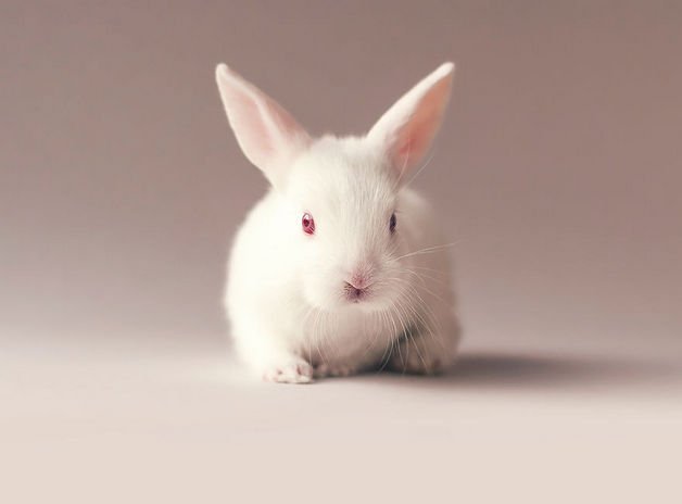 Fotógrafo faz álbum de nascimento ao coelho, que está a derreter a internet