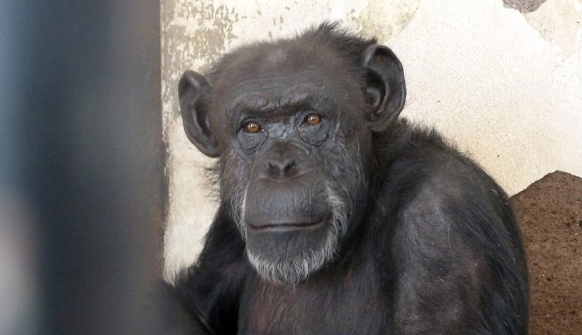Tribunal declara que este chimpanzé tem direitos, e que deve ser libertado do Jardim Zoológico