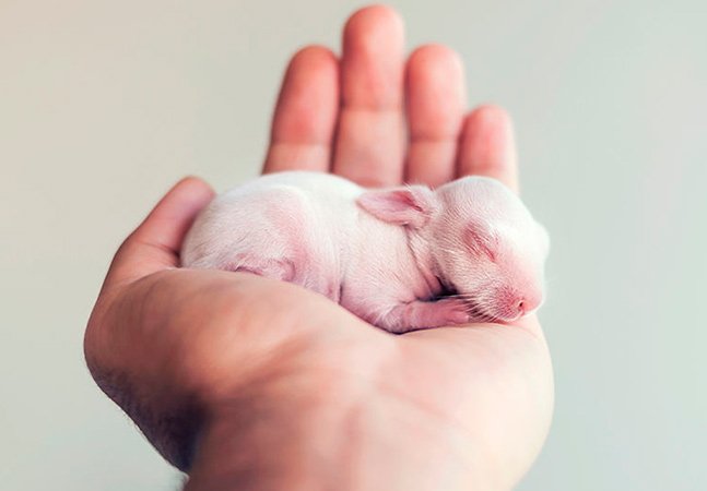 Fotógrafo faz álbum de nascimento ao coelho, que está a derreter a internet
