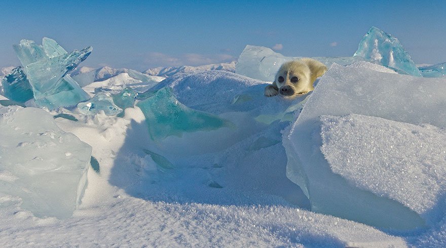 Passou 3 anos para captar focas no gelo, até que conseguiu a foto de uma vida
