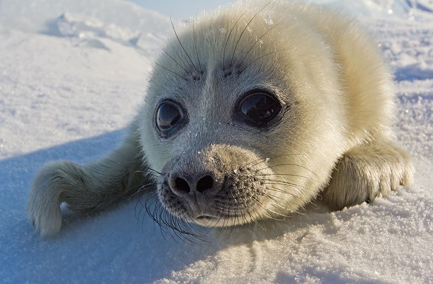 Passou 3 anos para captar focas no gelo, até que conseguiu a foto de uma vida