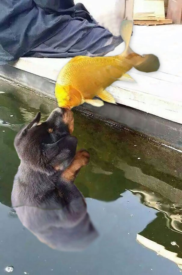 Foto de cão a beijar peixe dá origem a uma batalha de photoshop