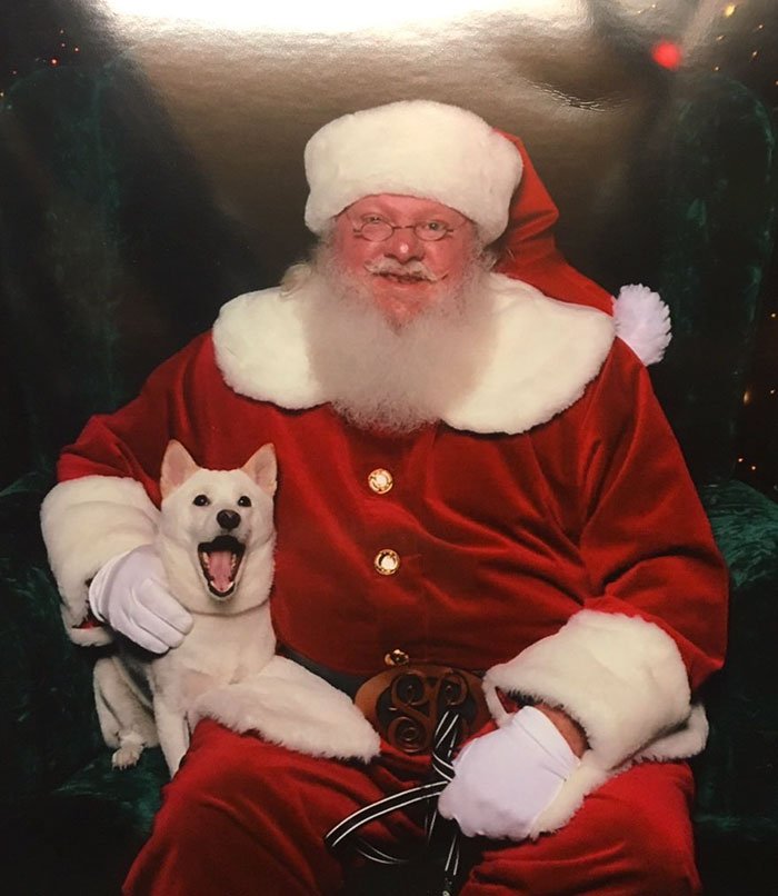 Cadela obcecada por peluche do Pai Natal, foi conhecer o verdadeiro. A reacção foi linda