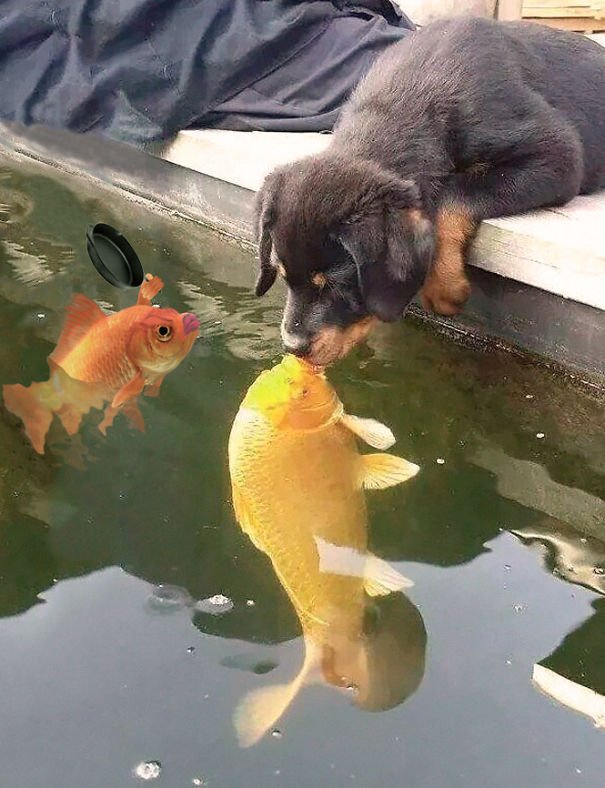 Foto de cão a beijar peixe dá origem a uma batalha de photoshop