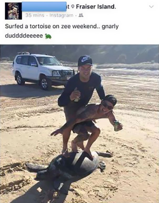 Idiotas &#8220;surfaram&#8221; em cima de uma tartaruga e postaram no Instagram
