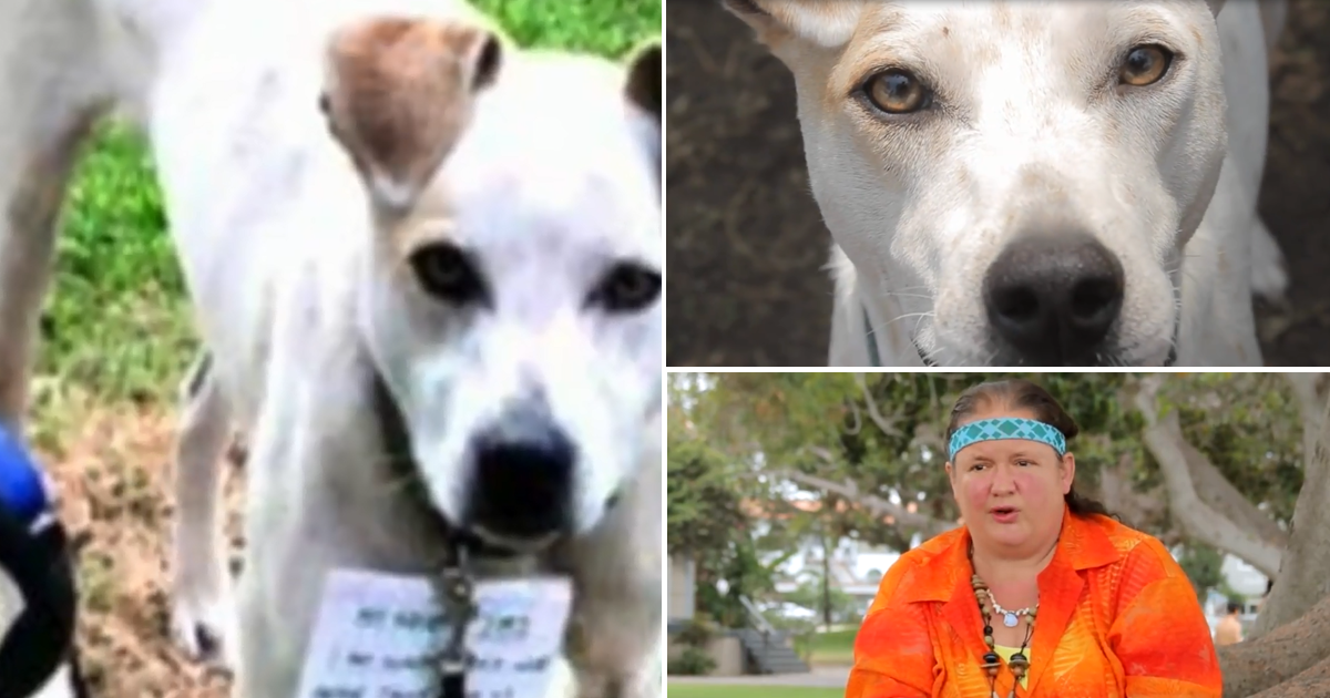 Mulher encontra cão atado a um poste, e com um bilhete. Ajudá-lo, mudou-lhe a vida.