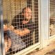 Remí Gaillard passou 87 horas fechado num canil para angariar 200.000€ para ajudar os animais