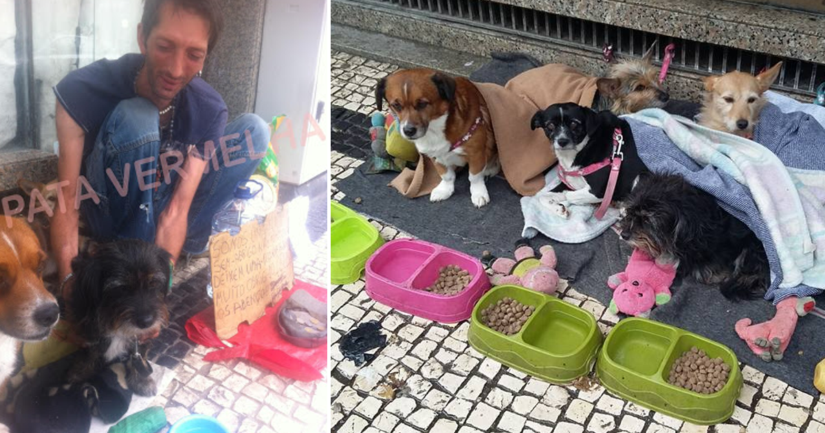 Sem abrigo no Porto faz de tudo para cuidar de 5 cães de rua