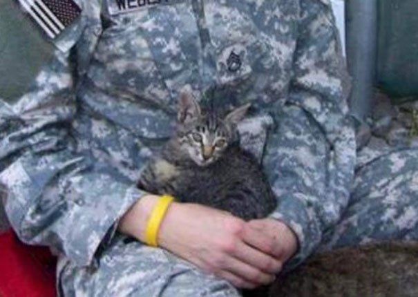 Militar americana fez de tudo para não deixar este gato doente no Afeganistão