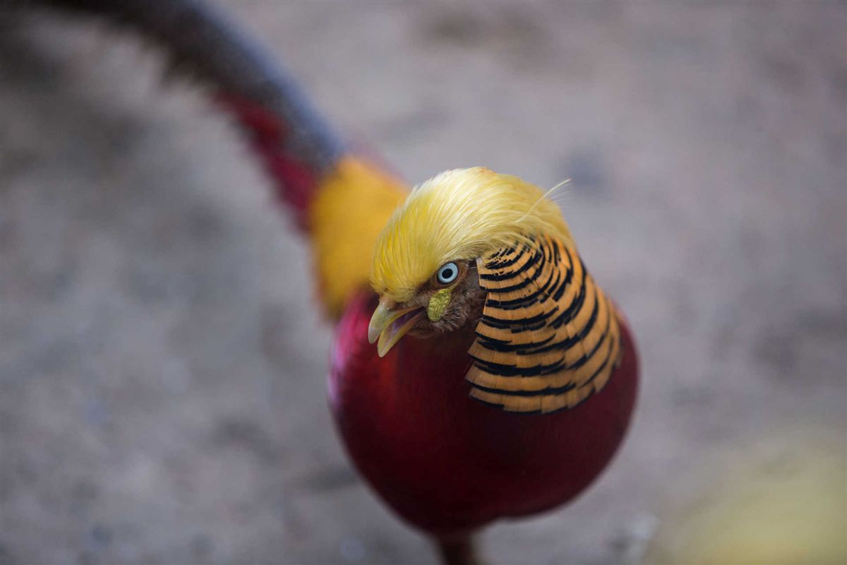 Pássaro com &#8220;penteado&#8221; ao estilo Donald Trump é vedeta num jardim zoológico