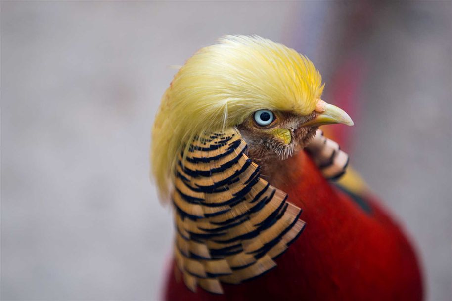 Pássaro com &#8220;penteado&#8221; ao estilo Donald Trump é vedeta num jardim zoológico