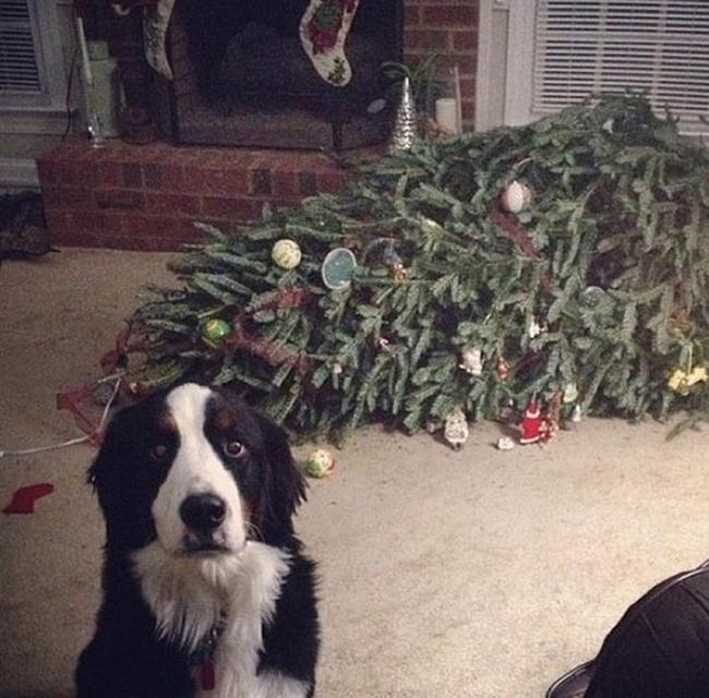 Estes cães não recebem presentes neste Natal, e é fácil perceber porquê