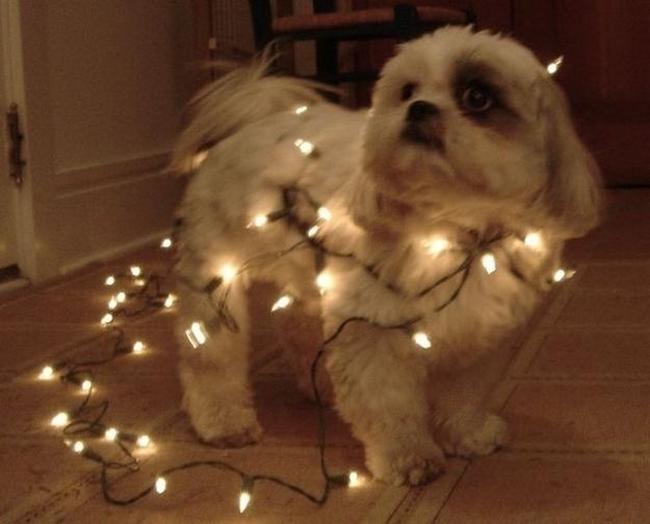 Estes cães não recebem presentes neste Natal, e é fácil perceber porquê