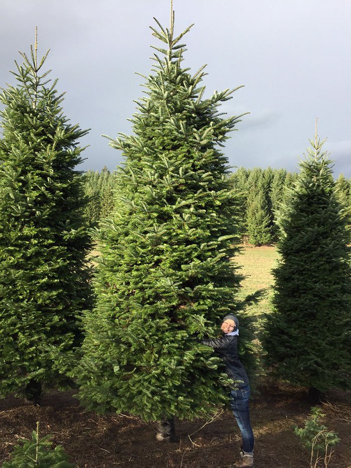 Compraram árvore de natal com 6 metros, e tiveram ideia brilhante para a colocar «dentro» de casa